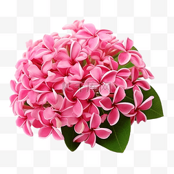 背景上的粉红色 ixora 花