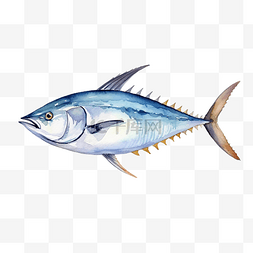 有鱼的海洋图片_水彩鱼金枪鱼
