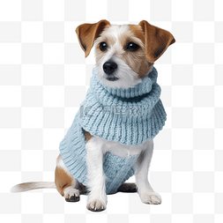可爱的狗穿着毛衣