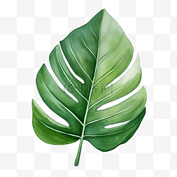 手绘水彩植物叶子图片_热带绿叶水彩风格装饰元素