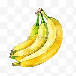 水彩香蕉成熟
