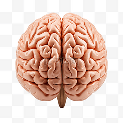 头脑聪明图片_人脑