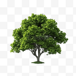 绿树隔离 3D 渲染插图