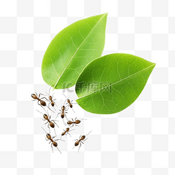 蚂蚁食物图片_蚂蚁和叶子