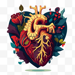 心臟图片_心臟解剖 向量