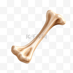 棕色的大狗图片_png背景上的狗骨3D对象猫骨