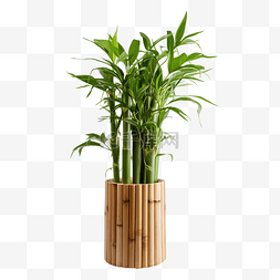 竹植物树干