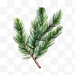 圣诞绿草图片_圣诞树绿树枝水彩手绘元素隔离