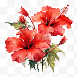 巴西花图片_水彩的红芙蓉花盛开的侧视图