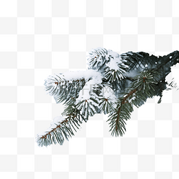 雪中的森林图片_雪中??的圣诞树枝