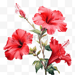 热带水彩植物图片_红芙蓉花蕾侧视图水彩