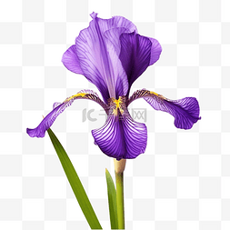 盛开的鸢尾花 紫色 花园花卉