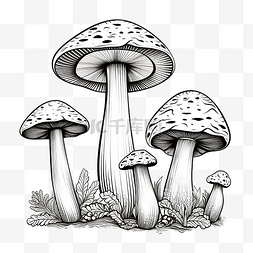 菌类植物蘑菇图片_一组不可食用蘑菇的矢量图像