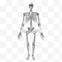 生物骨骼图片_干净逼真的3D人体骨骼