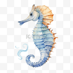 蓝色的海马图片_水彩海马海洋动物剪贴画