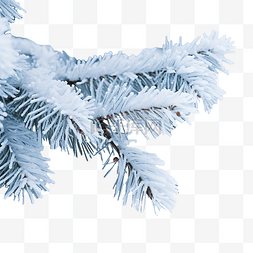 树枝木图片_冬天下雪的冷杉树枝关闭