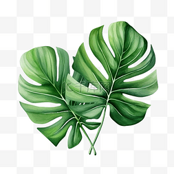 热带绿叶水彩插图