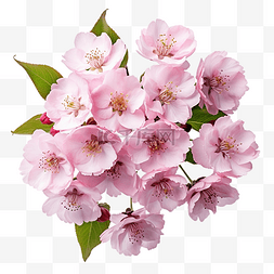 抽象玫瑰背景图片_櫻花粉紅色的花