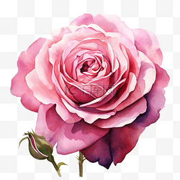 水彩玫瑰粉色