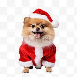 卡通穿着图片_有趣的博美犬穿着圣诞老人圣诞服