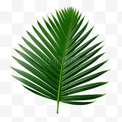 树叶小路图片_綠色的棕櫚葉