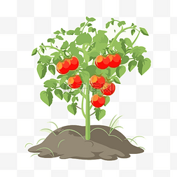 植物番茄图片_番茄植物 向量