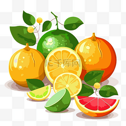 柑橘剪贴画水果切绿橙柠檬橙和柚