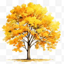 手绘秋天的树图片_秋树黄叶水彩插图装饰元素