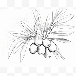 包包橄榄油图片_特写一束橄榄在树枝上的图画
