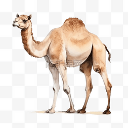 水彩骆驼动物元素