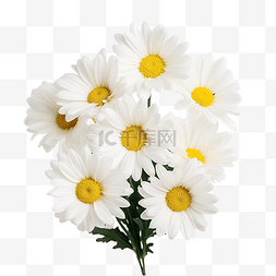 白色雏菊花束