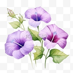 紫色花瓣水彩卡图片_紫色牵牛花花水彩插图