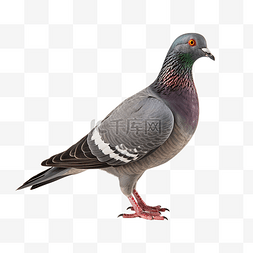 灰色的鸽子图片_一只野鸽站着，俯视地面，找出用