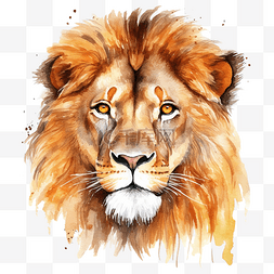 水彩狮子肖像插图