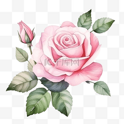 水彩玫瑰花朵图片_玫瑰花朵和叶子水彩元素