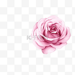 美丽花案图片_用于纸张或织物的水彩粉色英国玫