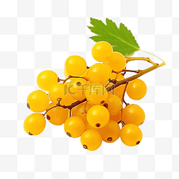 黄色浆果秋天