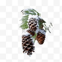 有雪松树图片_圣诞树的冬季森林部分，绿云杉树
