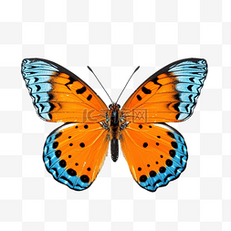 蓝色翅膀的橙色蝴蝶