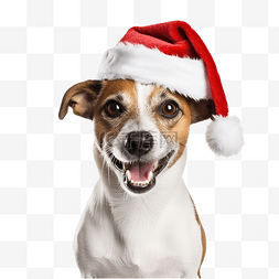 圣诞素材图库图片_图库摄影 白色和棕色的狗品种杰