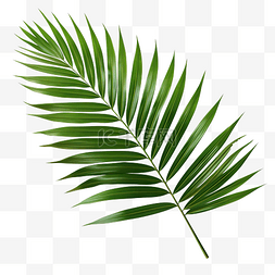 棕榈树的叶子隔离PNG文件