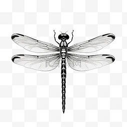 可爱的蜻蜓图片_简单地从蜻蜓中提取分离的蜻蜓昆