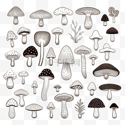 有蔬菜的插图背景图片_设置蘑菇轮廓食用有机蘑菇松露森