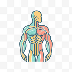 肌肉线性图片_一个肌肉发达的男人的插图 向量