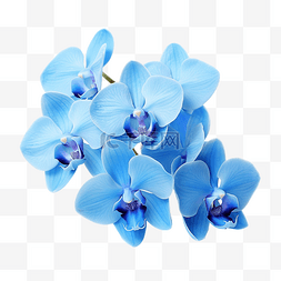 蓝色兰花花