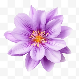 森林紫色图片_花 紫色 藏红花
