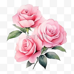 装饰白色玫瑰图片_水彩花 粉红玫瑰