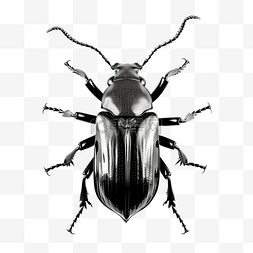 锹虫 bug 黑色和白色