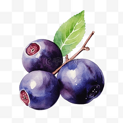巴西莓图片_水彩浆果巴西莓