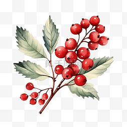 水彩红色冬季浆果圣诞冬青树枝装